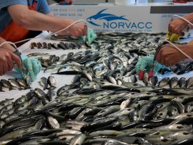 Fisk Vaksinering Norvacc
