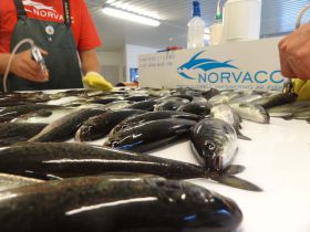 Vaccination Fish Norvacc