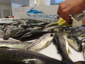 Fisk Vaksinering Norvacc