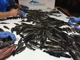 Vaccination Fish Norvacc